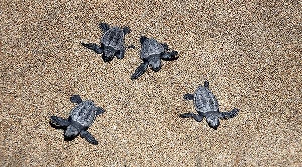 Patara Plajı'nda Doğal Yaşam ve Caretta Caretta Kaplumbağaları