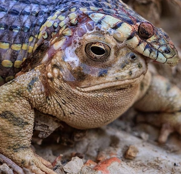4. Zehirli bir kurbağayı yemeye çalışırken zehirlenerek ölen yılan:
