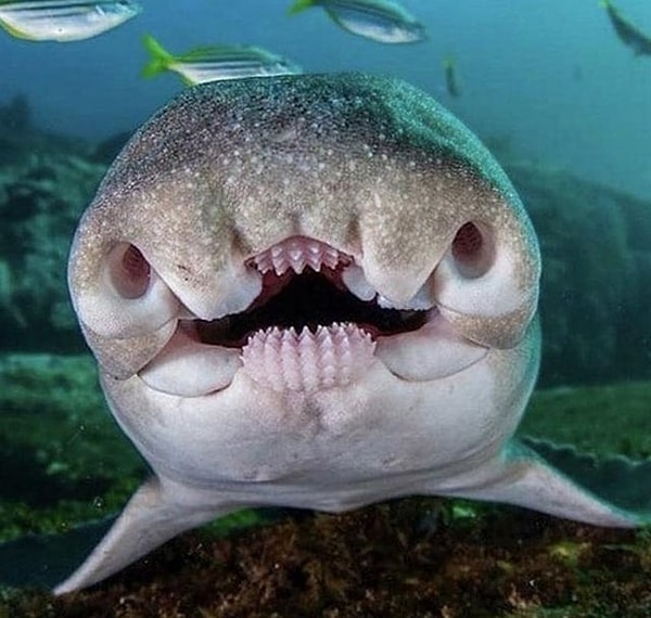 8. Ürkütücü bir Port Jackson köpek balığı:
