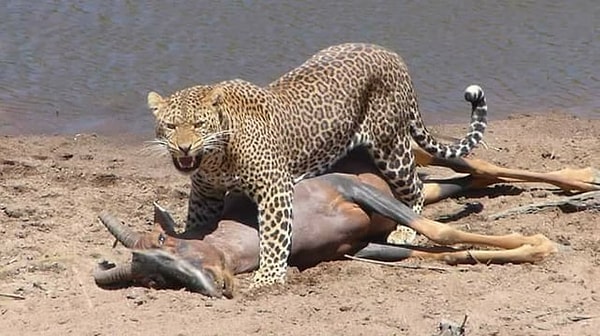 11. Devasa bir Afrika antilobunu öldüren korkutucu leopar:
