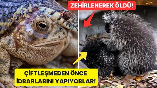 Doğanın Korkutucu Yüzünü İliklerinize Kadar Hissetmenize Sebep Olacak Birbirinden Ürkütücü 15 Yeni Fotoğraf