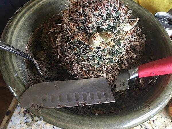 12. "Eşim en sevdiğim bıçağı bitkiler için kullanmaya başlamış."