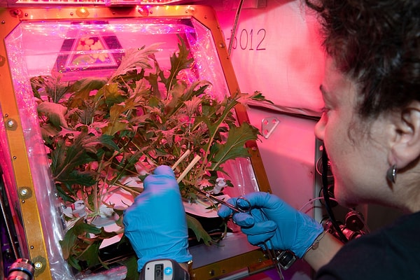 Помидоры черри были выращены в рамках эксперимента Veg-05 на борту Международной космической станции.