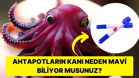 Hepimizin Damarlarında Dolaşan Kanın Aslında Farklı Renklerde Olabileceğini Biliyor muydunuz?