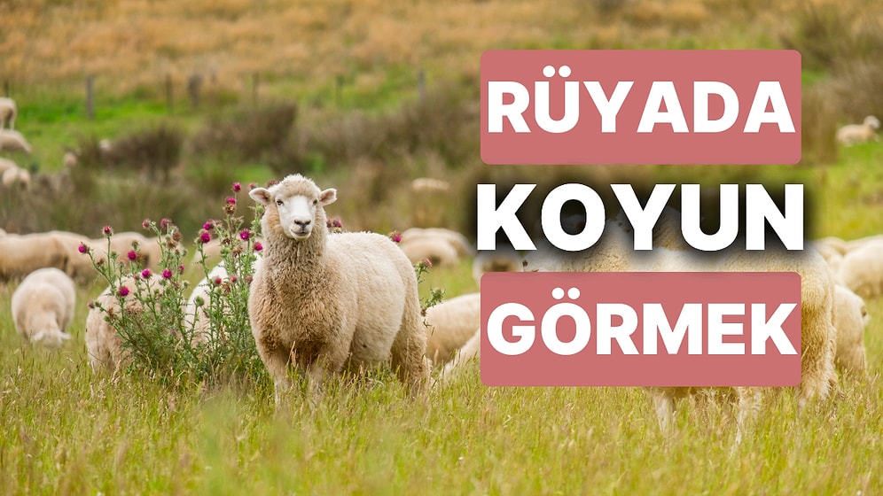 Rüyada Koyun Görmek: Sofrada Bereket, Muhabbet ve Afiyet Bir Arada Olacak!
