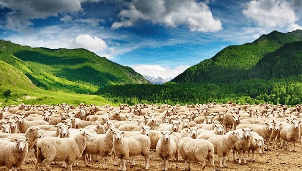 Rüyada Koyun Sürüsü Görmek