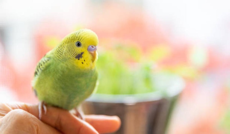 Rüyada Muhabbet Kuşu Görmek: O Sizin Saf Sevginizi Hak Ediyor mu?