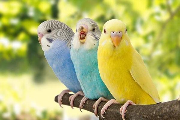 Rüyada Renkli Muhabbet Kuşu Görmek