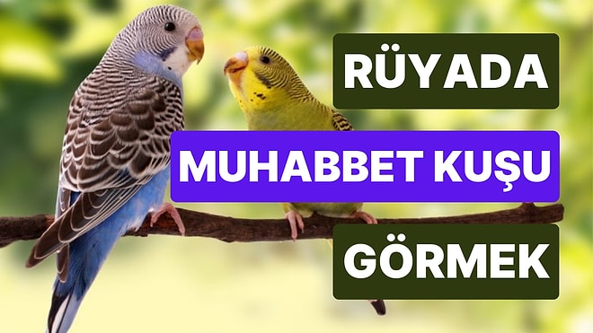 Rüyada Muhabbet Kuşu Görmek Ne Anlama Gelir? Yavrusu, Kaçırmak, Beslemek ve Renkli Muhabbet Kuşu Tabirleri
