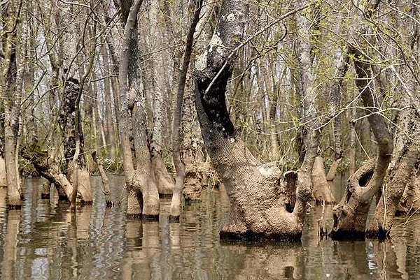 Features of Acarlar Floodplain