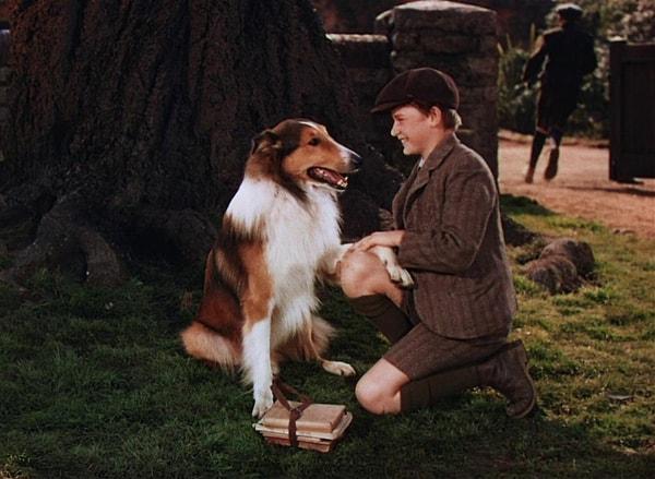 7. Lassie Come Home filminden Lassie'yi tanımayan yoktur! Zeki olduğu kadar sadık da olan bu köpek unutulmazlar arasında.