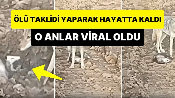 Ölü Taklidi Yaparak Çakala Av Olmaktan Kurtulan Keseli Sıçanın Viral Olan Görüntüleri