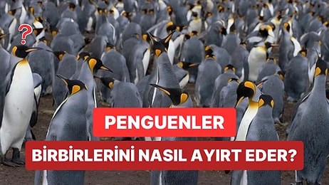 Paytak Yürüyüşleriyle Sevimlilik Abidesi Haline Gelen Penguenler Birbirlerini Nasıl Ayırt Eder?