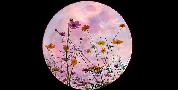 Полнолуние в мае называется Цветочной Луной, в честь обилия цветов, распускающихся в это время весной. Там, где полнолуния означают высоту проявления, Цветочная Луна имеет особое значение, поскольку представляет собой период расцвета как в природе, так и в нашей духовной жизни