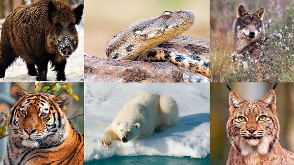 4. С каким животным вы себя ассоциируете?