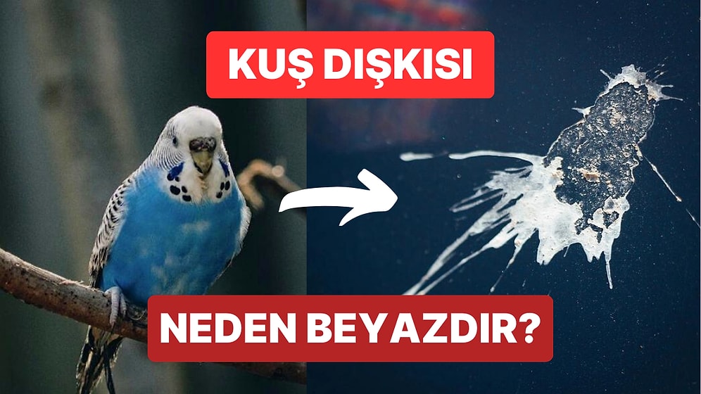 Sesleriyle Neşe Saçan Kuşların Kakaları Neden Beyazdır?