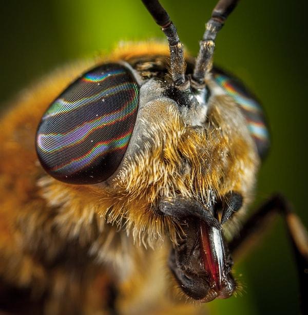 Ne yazık ki, diğer birçok böcek gibi her türden arı da dünya çapında azalmaktadır.