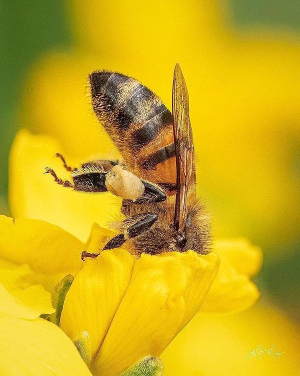 Dünyadaki tüm arılar ölseydi, ekosistemler üzerinde büyük dalgalanma etkileri olurdu.
