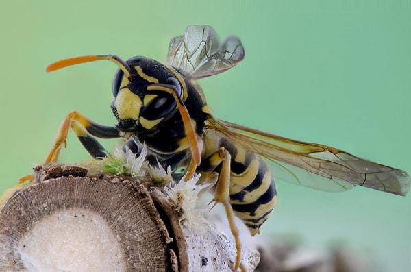 Tarım açısından bakıldığında, arıların kaybı insan gıda sistemlerini önemli ölçüde değiştirecektir, ancak muhtemelen kıtlığa yol açmayacaktır.
