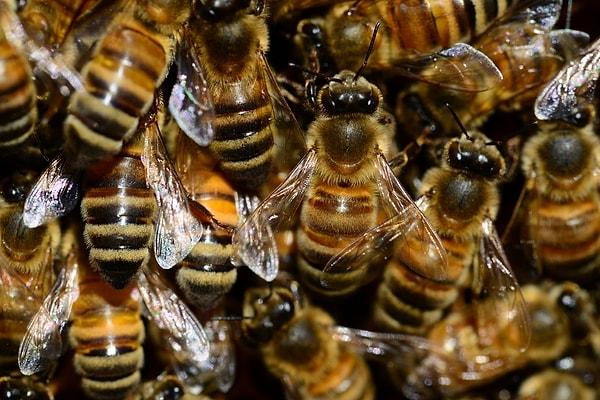 Arılar olmadan taze ürünlerin bulunabilirliği ve çeşitliliği önemli ölçüde azalacak ve insan beslenmesi muhtemelen zarar görecektir.