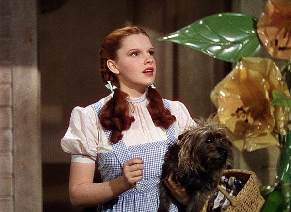 21. Sinema dünyasının klasiklerinden The Wizard of Oz filminde Dorothy'nin büyülü macerasında yanından hiç ayrılmayan Toto!