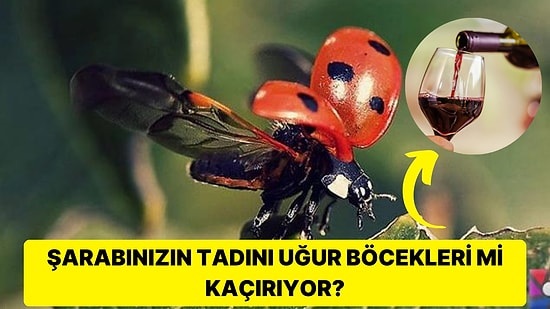 Doğanın Büyüsünü Gizemli Kanatlarında Taşıyan Uğur Böcekleri Hakkında 14 Büyüleyici Gerçek