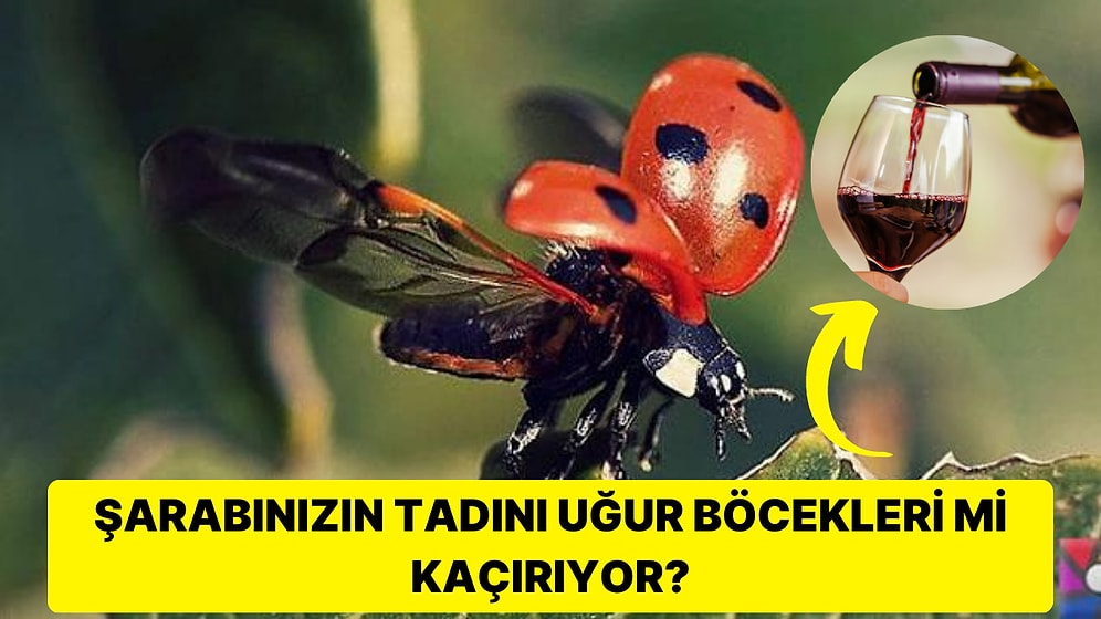 Doğanın Büyüsünü Gizemli Kanatlarında Taşıyan Uğur Böcekleri Hakkında 14 Büyüleyici Gerçek