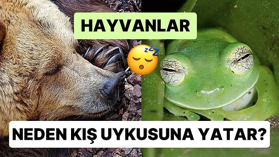 Bazı Hayvanlar Neden Kışın Uykuya Yatarak Hayatlarına Mola Verir?