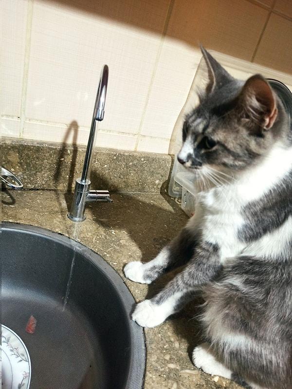 Bununla birlikte, birçok kedi musluktan akan veya damlayan suyla oynamaktan hoşlanıyor gibi görünmektedir.