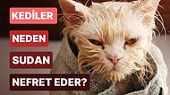 Sevimli Tüylü Dostlarımız Kediler Sudan Neden Nefret Eder?