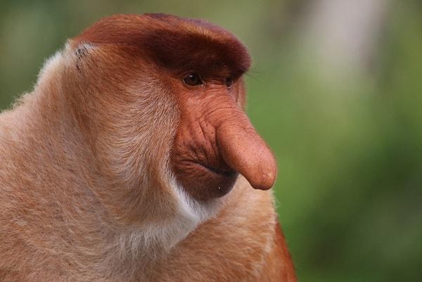 Proboscis Maymunu