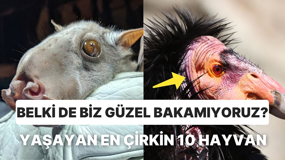 Dünyanın En Çirkin 10 Hayvanı: Çirkin Olduklarına Bakmayın, Çok Sevimliler!