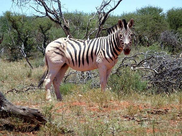 Birçok zebranın siyah çizgileri karnında ve bacaklarının iç kısmında biter, geri kalanı beyazdır. Ancak zebra söz konusu olduğunda görünüş aldatıcıdır.