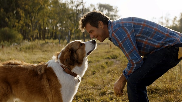 8. A Dog's Journey (2019)