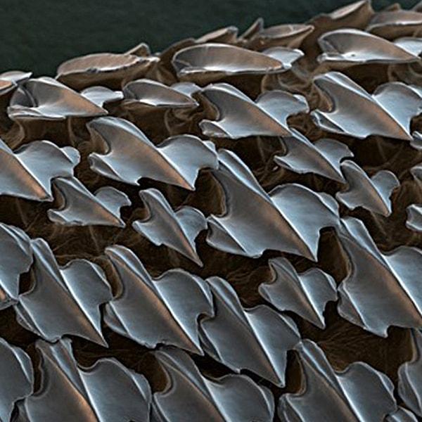 13. Mikroskop altındaki köpekbalığı derisi: