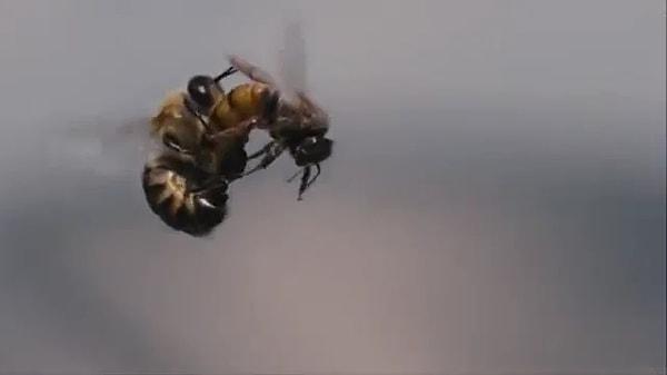 15. Ve son olarak, ilginç bir gerçekle içeriğimizi noktalayalım: Erkek bal arıları, çiftleşme sırasında üreme organlarını kaybederler.