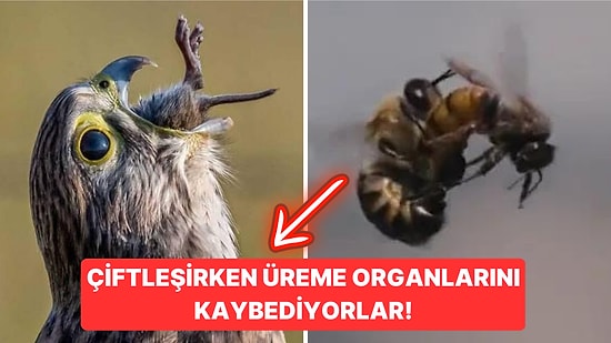 Doğanın Korkutucu Yüzünü İliklerinize Kadar Hissetmenize Sebep Olacak Birbirinden Ürkütücü 15 Yeni Fotoğraf