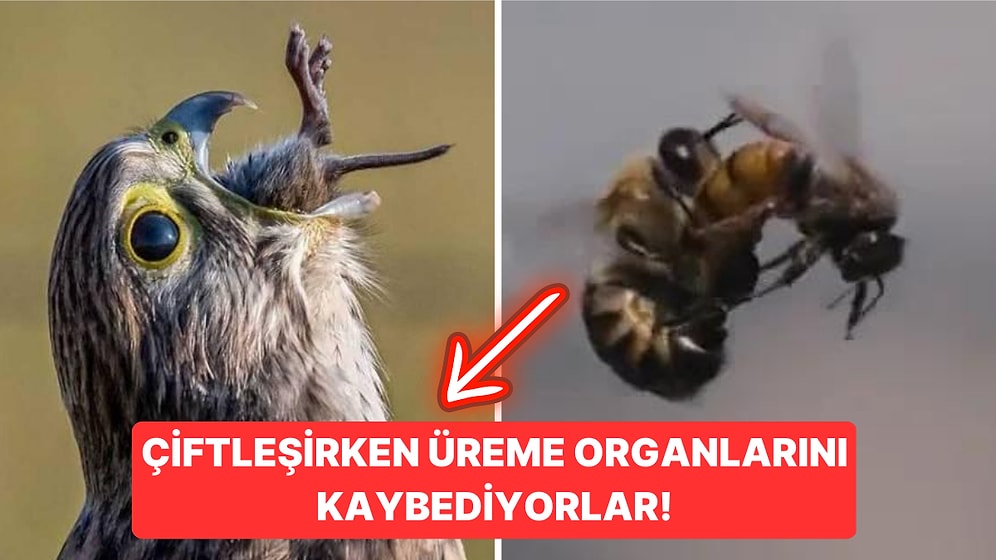 Doğanın Korkutucu Yüzünü İliklerinize Kadar Hissetmenize Sebep Olacak Birbirinden Ürkütücü 15 Yeni Fotoğraf