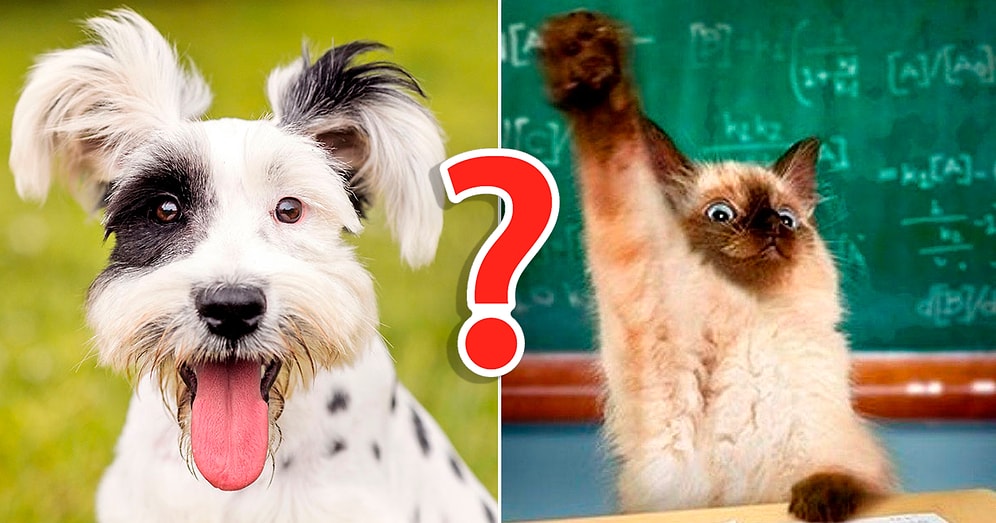 Тест: Угадаем, правша вы или левша, по милым собачкам, которых вы выберете