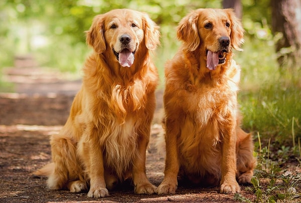 7. Выберите золотистого ретривера, который вам понравился?