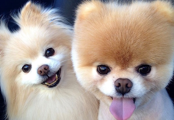 8. Какой померанский шпиц вам улыбается?