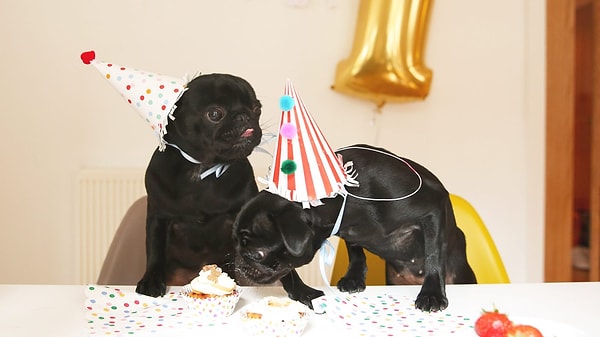 14. Какой из этих мопсов запал вам в сердечко?