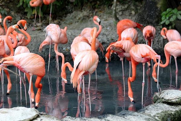 Flamingolar, genellikle parlak pembe tüylerle kaplı uzun bacaklı su kuşlarıdır.