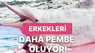 Amazon'da Diğer Şaşırtıcı Canlıların Yanı Sıra Pembe Yunusların da Olduğunu Biliyor muydunuz?