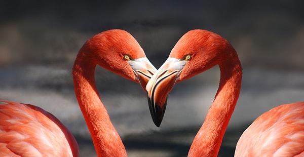 Flamingo diyeti neredeyse tamamen karotenoid dolu lezzetlerden oluştuğu için, kuşlar kendilerini renklendirmekte sorun yaşamazlar.