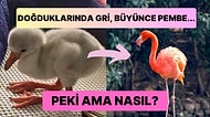 Güzellikleriyle Hepimizi Kendilerine Hayran Bırakan Flamingolar Neden Pembedir?