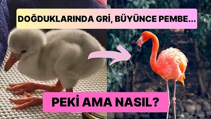 Güzellikleriyle Hepimizi Kendilerine Hayran Bırakan Flamingolar Neden Pembedir?