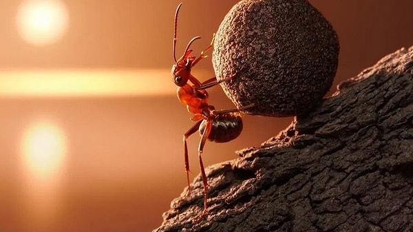 Organize toplumları ve olağanüstü güçlerinin yanı sıra, karıncalar aynı zamanda çiftçidirler.