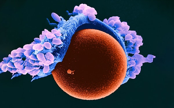 9. Как называется процесс развития женской половой клетки?