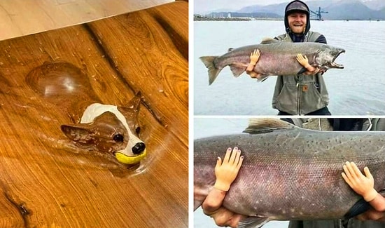 52 раза, когда люди увидели что-то и сказали «Хммм», а потом пошли выкладывать это в Сеть